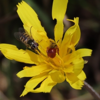 Simosyrphus grandicornis (Common hover fly) at Sweeney's Travelling Stock Reserve - 16 Oct 2022 by AndyRoo