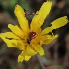 Simosyrphus grandicornis at Lake George, NSW - 16 Oct 2022 12:15 PM