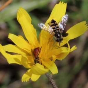 Simosyrphus grandicornis at Lake George, NSW - 16 Oct 2022 12:15 PM