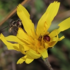 Simosyrphus grandicornis at Lake George, NSW - 16 Oct 2022