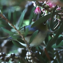 Zosterops lateralis (Silvereye) at Fyshwick, ACT - 11 Dec 2022 by JimL