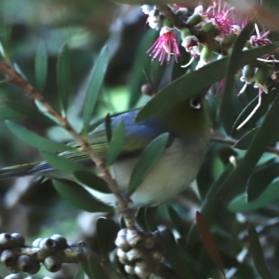 Zosterops lateralis (Silvereye) at Fyshwick, ACT - 10 Dec 2022 by JimL