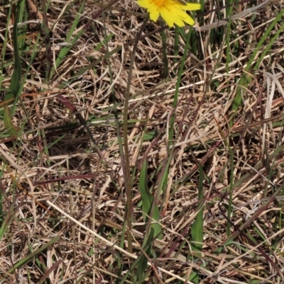 Microseris walteri (Yam Daisy, Murnong) at Sweeney's Travelling Stock Reserve - 16 Oct 2022 by AndyRoo