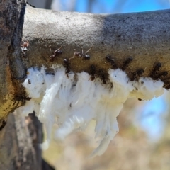 Papyrius sp. (genus) (A Coconut Ant) at Symonston, ACT - 11 Dec 2022 by Mike