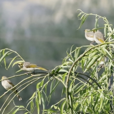 Ptilotula penicillata (White-plumed Honeyeater) at Jerrabomberra Wetlands - 10 Dec 2022 by JimL