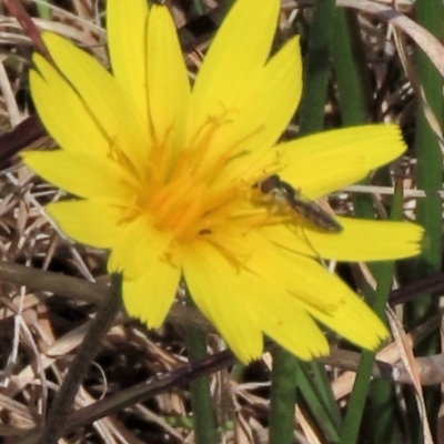 Syrphini sp. (tribe) (Unidentified syrphine hover fly) at Lake George, NSW - 16 Oct 2022 by AndyRoo