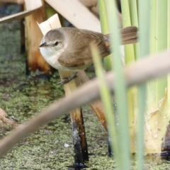 Acrocephalus australis (Australian Reed-Warbler) at Fyshwick, ACT - 10 Dec 2022 by JimL