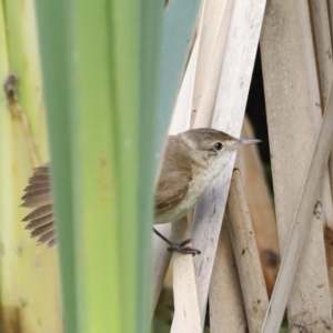 Acrocephalus australis at Fyshwick, ACT - 11 Dec 2022