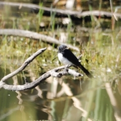 Rhipidura leucophrys (Willie Wagtail) at Fyshwick, ACT - 10 Dec 2022 by JimL