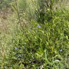 Billardiera heterophylla at Aranda, ACT - 11 Dec 2022