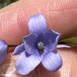 Billardiera heterophylla at Aranda, ACT - 11 Dec 2022