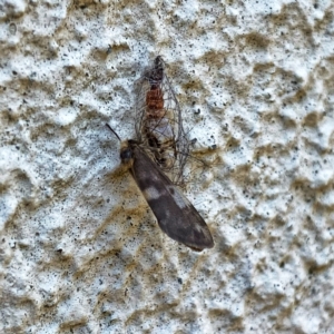 Anestia (genus) at Googong, NSW - 11 Dec 2022