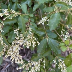 Ligustrum sinense (Narrow-leaf Privet, Chinese Privet) at Aranda, ACT - 11 Dec 2022 by lbradley