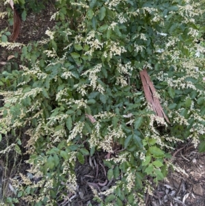 Ligustrum sinense at Aranda, ACT - 11 Dec 2022 01:19 PM