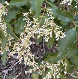 Ligustrum sinense at Aranda, ACT - 11 Dec 2022