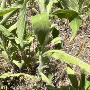 Erigeron sumatrensis at Aranda, ACT - 11 Dec 2022