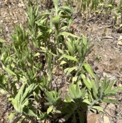 Erigeron sumatrensis at Aranda, ACT - 11 Dec 2022 01:31 PM