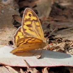 Heteronympha merope (Common Brown Butterfly) at Yackandandah, VIC - 11 Dec 2022 by KylieWaldon