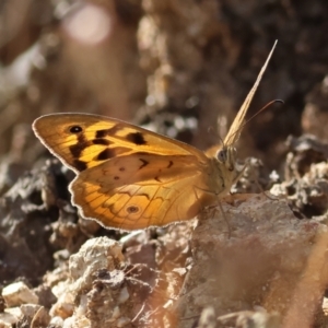 Heteronympha merope at Yackandandah, VIC - 11 Dec 2022