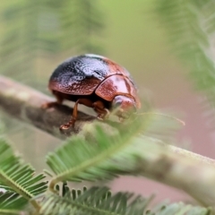 Dicranosterna immaculata (Acacia leaf beetle) at Yackandandah, VIC - 11 Dec 2022 by KylieWaldon