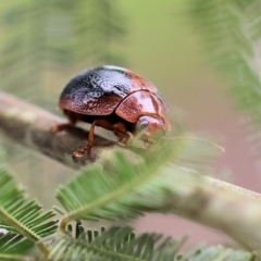 Dicranosterna immaculata (Acacia leaf beetle) at Yackandandah, VIC - 10 Dec 2022 by KylieWaldon