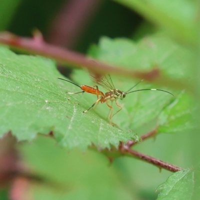 Unidentified Parasitic wasp (numerous families) at Yackandandah, VIC - 10 Dec 2022 by KylieWaldon