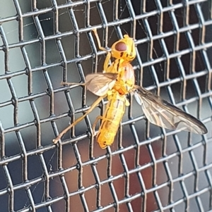 Conopidae (family) at Gundaroo, NSW - 11 Dec 2022 08:27 AM