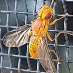 Conopidae (family) at Gundaroo, NSW - 11 Dec 2022