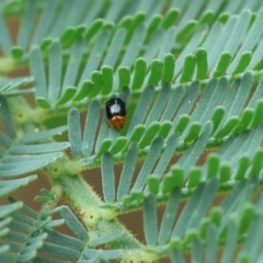Adoxia benallae (Leaf beetle) at Yackandandah, VIC - 10 Dec 2022 by KylieWaldon