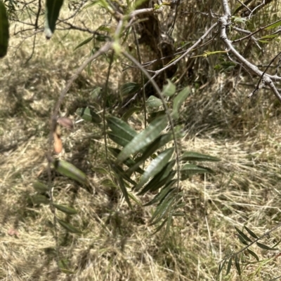 Schinus molle (Pepper Tree) at Aranda, ACT - 11 Dec 2022 by lbradley