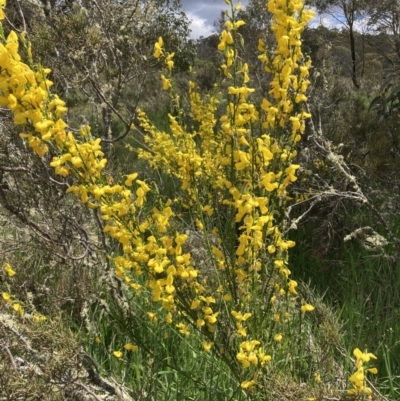 Cytisus scoparius subsp. scoparius (Scotch Broom, Broom, English Broom) at Namadgi National Park - 6 Dec 2022 by waltraud