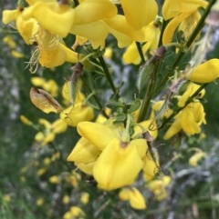 Cytisus scoparius subsp. scoparius at Mount Clear, ACT - 6 Dec 2022 02:27 PM