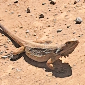 Pogona barbata at Gundaroo, NSW - suppressed