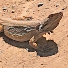 Pogona barbata at Gundaroo, NSW - suppressed