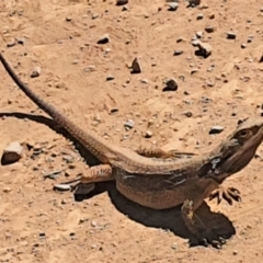 Pogona barbata at Gundaroo, NSW - suppressed