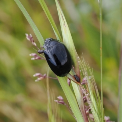 Paropsisterna sp. (genus) (A leaf beetle) at Mount Clear, ACT - 5 Dec 2022 by RAllen