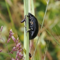 Paropsisterna sp. (genus) at Mount Clear, ACT - 5 Dec 2022