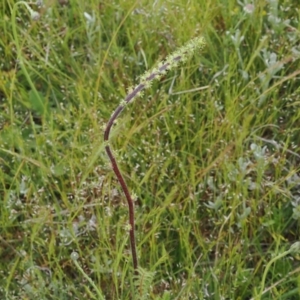 Acaena (genus) at Mount Clear, ACT - 5 Dec 2022