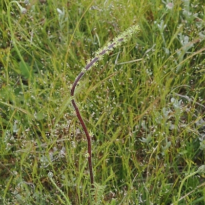 Acaena (genus) (A Sheep's Burr) at Mount Clear, ACT - 5 Dec 2022 by RAllen