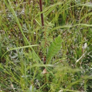 Acaena (genus) at Mount Clear, ACT - 5 Dec 2022