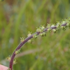 Acaena sp. at Mount Clear, ACT - 5 Dec 2022