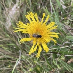 Podolepis jaceoides (Showy Copper-wire Daisy) at Mount Clear, ACT - 6 Dec 2022 by waltraud