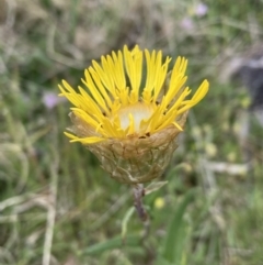 Podolepis jaceoides at Mount Clear, ACT - 6 Dec 2022 03:00 PM