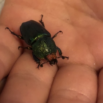 Lamprima aurata (Golden stag beetle) at Red Hill, ACT - 11 Dec 2022 by Sophiesix