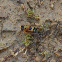 Austalis pulchella (Hover fly) at Namadgi National Park - 5 Dec 2022 by RAllen