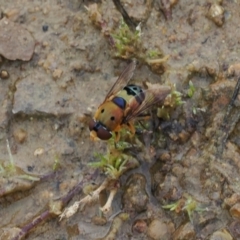 Austalis pulchella at Mount Clear, ACT - 5 Dec 2022