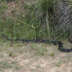 Austrelaps ramsayi (Highlands Copperhead) at Namadgi National Park - 5 Dec 2022 by RAllen