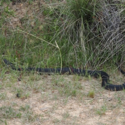 Austrelaps ramsayi (Highlands Copperhead) at Mount Clear, ACT - 5 Dec 2022 by RAllen