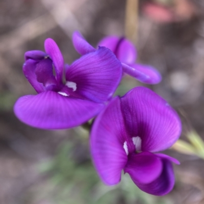 Swainsona behriana (Behr's Swainson-Pea) at Namadgi National Park - 6 Dec 2022 by waltraud