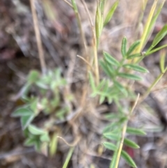 Swainsona behriana at Mount Clear, ACT - 6 Dec 2022 02:44 PM